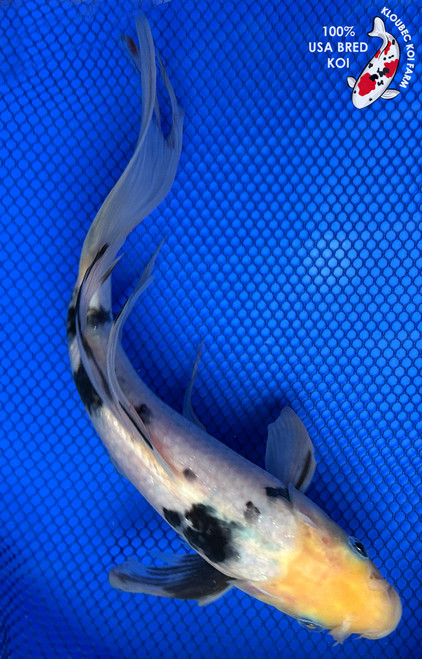 11" Shiro Bekko Butterfly Koi #J11134(X27)