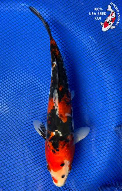 Standard Fin Koi | Bright Colored Fish w/ Regular Fins | Kloubec