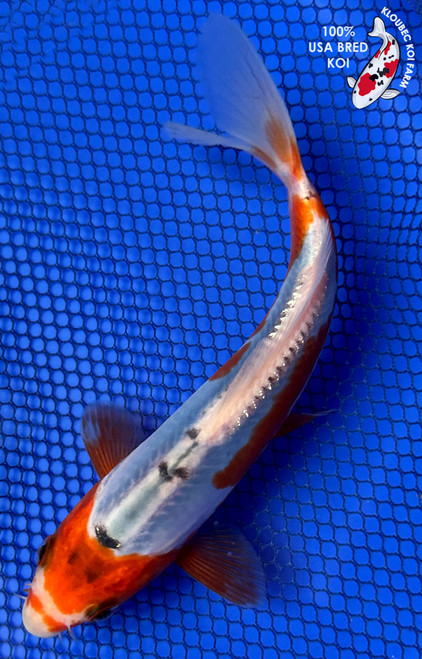 7" Shusui Koi #J11137(X27)