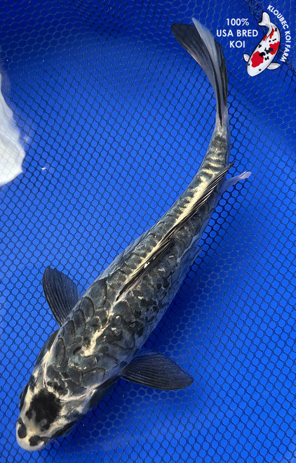 Standard Fin Koi | Bright Colored Fish w/ Regular Fins | Kloubec