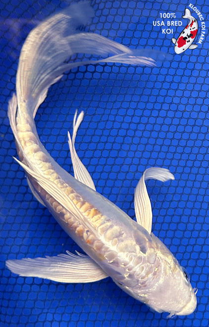 8" Yamabuki Hariwake Butterfly Koi #J111316(X31)