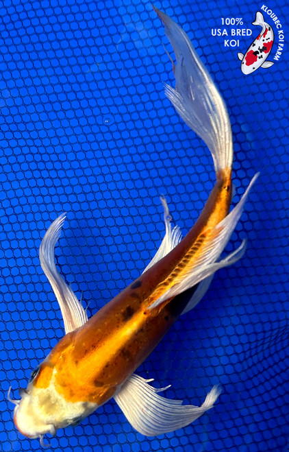 Shop Koi Varieties | Find Japanese Koi by Type | Kloubec Koi Farm