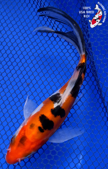 6.5" Doitsu Sanke Butterfly Koi #J111330(X39)