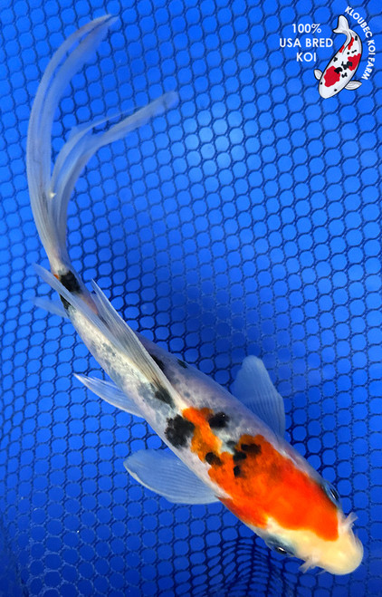 6" Sanke Butterfly Koi #J111331(X39)