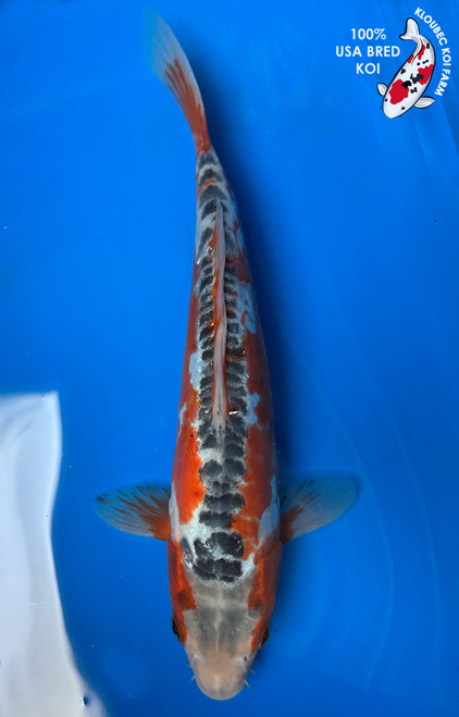 Koiページ Shusui - koi #x0505t047 - Otsuka Koi Farm