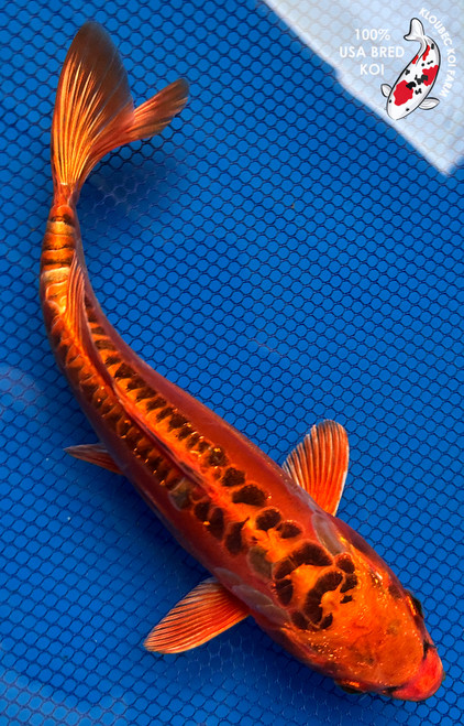 10" Kinsui Koi #J111347(P4)