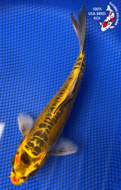 10" "Confetti" Doitsu Koi #J11147(P4)