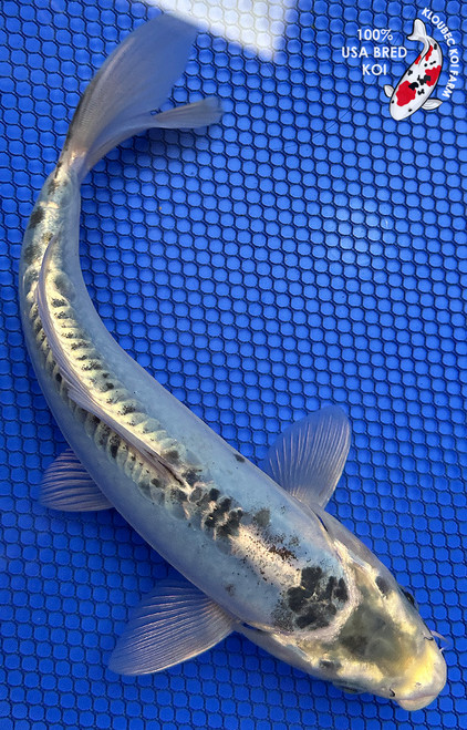 Koiページ Tancho Showa - koi #x0503s009 - Marudo Koi Farm