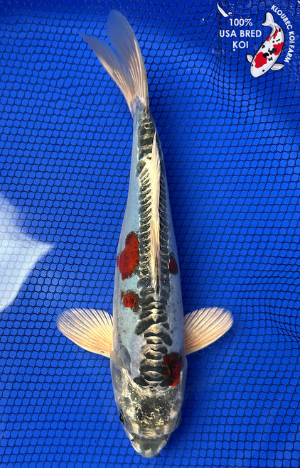 10" Beni Kikokuryu Koi #J111423(X7)