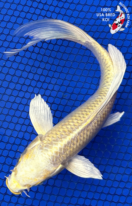 6.5" Yamabuki Ogon Butterfly Koi #J111424(X8)