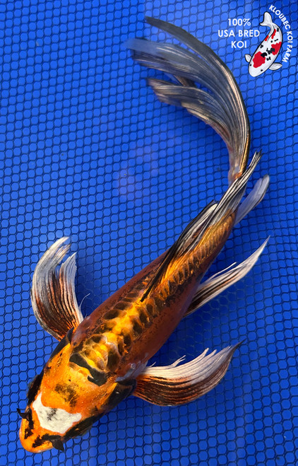 10" Doitsu Kujaku Butterfly Koi #J111426(X8)