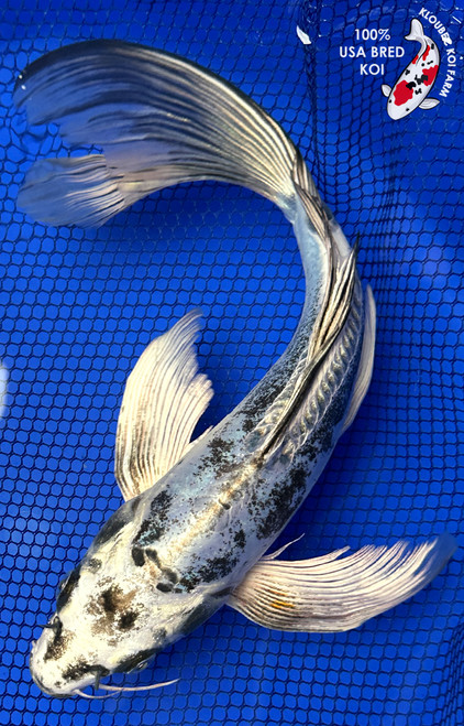 11" Kikokuryu Butterfly Koi #J111427(X8)