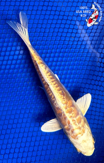 5" Doitsu Yamabuki Ogon Koi #J123148(P5)