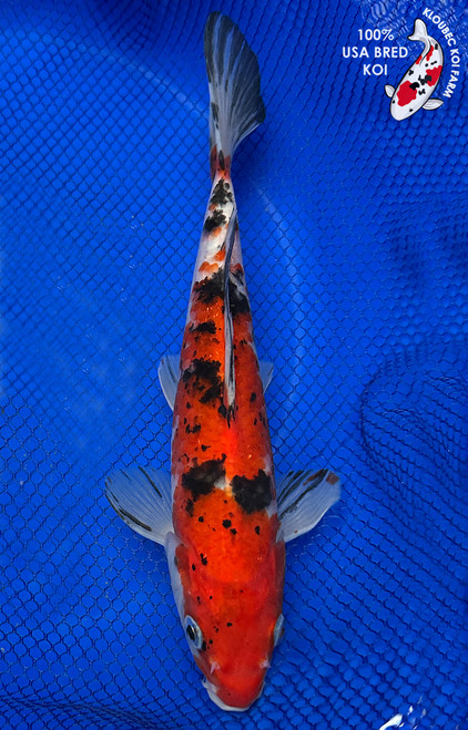 9" Sanke Koi #J12314(P9)