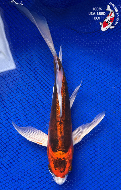 10" Beni Kikokuryu Butterfly Koi #J12315(P9)