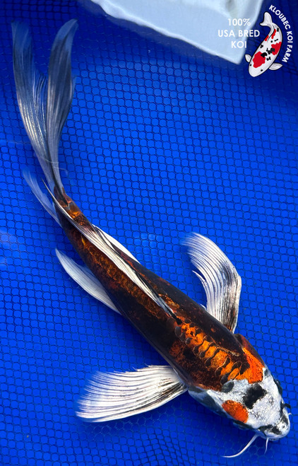 10.5" Beni Kikokuryu Butterfly Koi #J123115(P8)