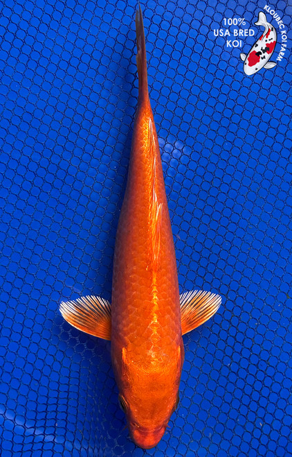 7.5" Orenji Ogon Koi #J123116(P8)