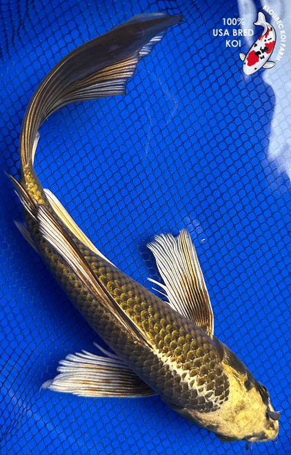 12" Matsuba Butterfly Koi #J123119(P8)