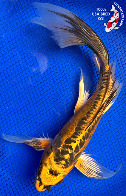 10.5" Kin Kikokuryu Butterfly Koi #J123121(P8)