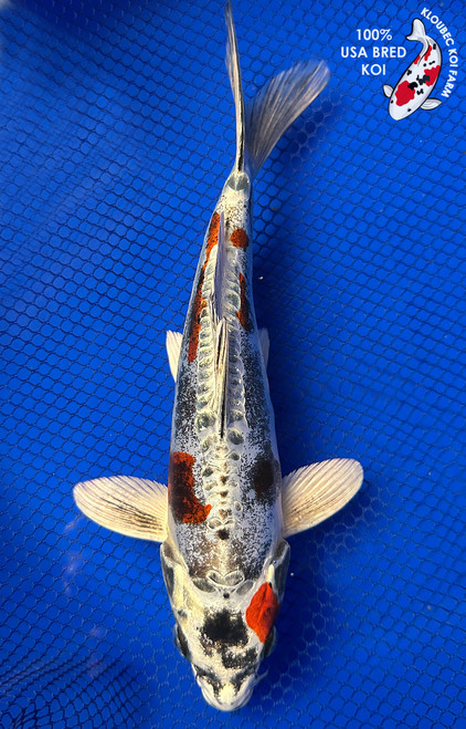 Beni Kikokuryu Live Koi Fish | Metallic Red & Black on White