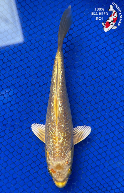 6.5" Gin Rin Yamabuki Ogon Koi #J123123(P7)