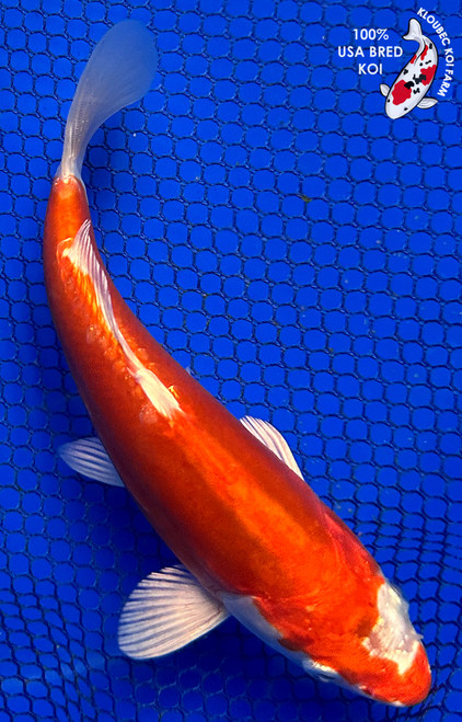 6.5" Doitsu Hariwake Koi #J123124(P7)