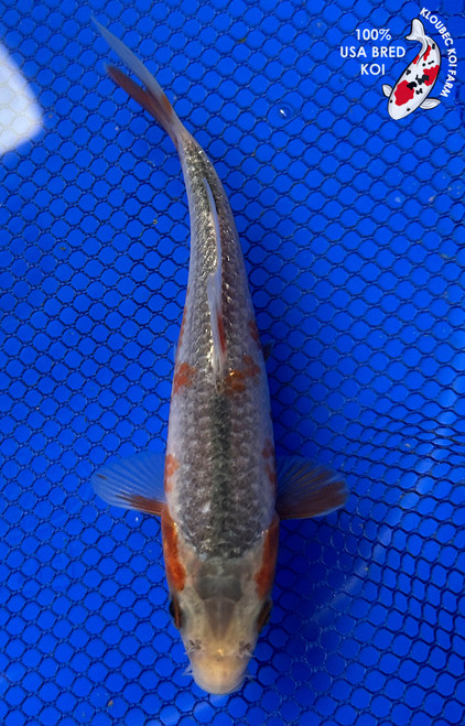 6" Asagi Koi #J123125(P7)