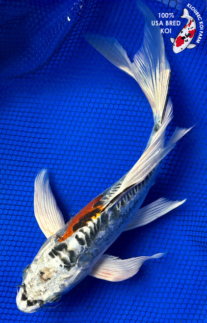 11" Beni Kikokuryu Butterfly Koi #J123131(P6)