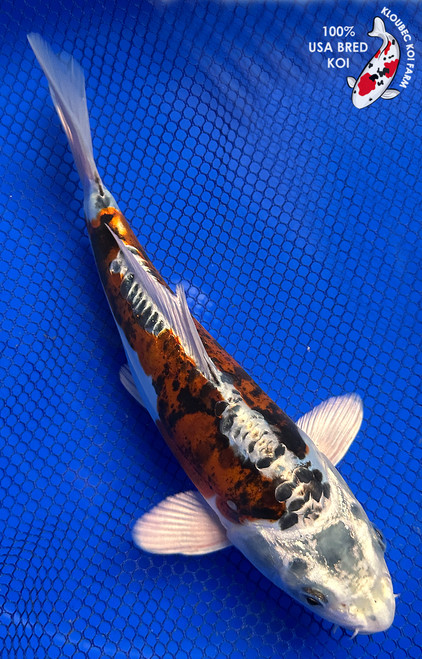 Koi Fish for Sale | Japanese Koi Varieties Online | Kloubec Koi