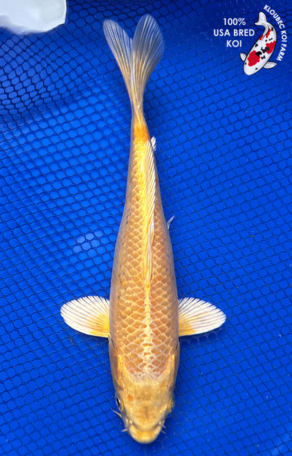 Yellow Koi Fish for Sale | Yamabuki Ogon & More Gold Carp