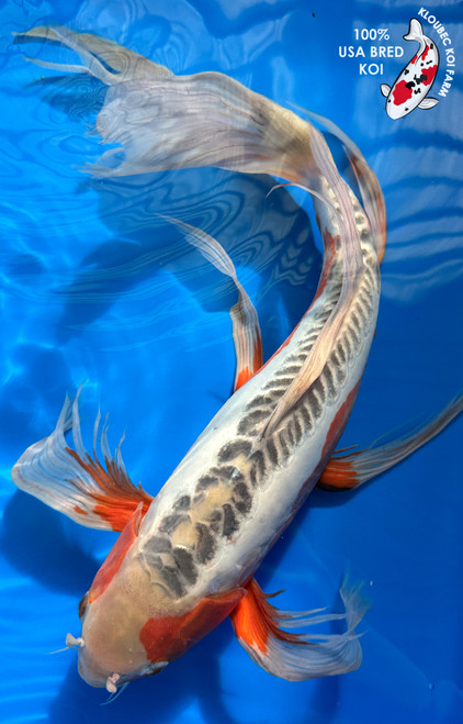 20" Shusui Butterfly Koi #J161(M22)