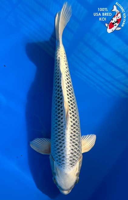 Koi Fish for Sale | Japanese Koi Varieties Online | Kloubec Koi