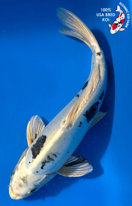 Black & White Koi Fish | Shiro Bekko, Utsuri & More Koi Carp