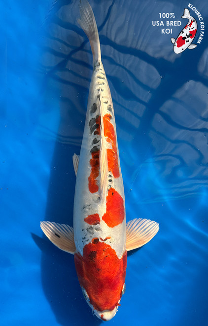 15" Doitsu Yamato Nishiki Koi #J168(M22)