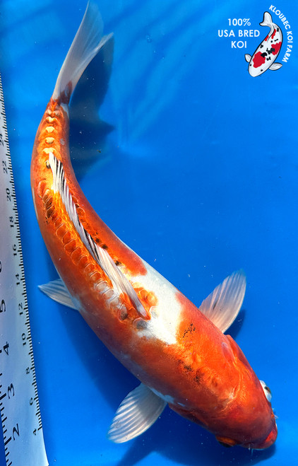 Shop Koi by Color | Patterned & Single-Color Koi Varieties