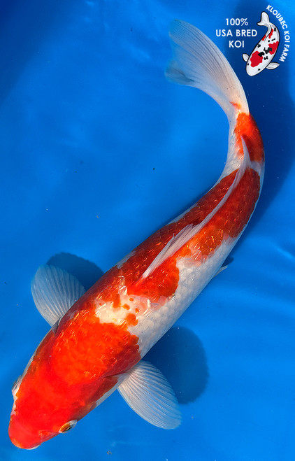 15" "Millie" Gin Rin Kohaku Koi #J1612(M22)