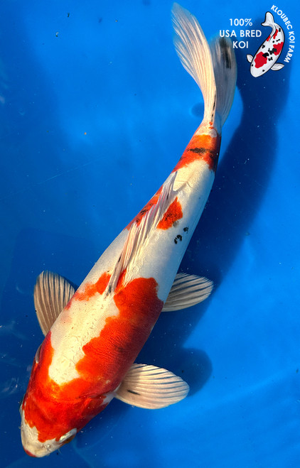 Red Koi Fish | Showa, Benigoi & Kohaku Koi | Kloubec Koi Farm