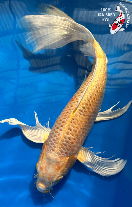 22.5" "Sunny" Hariwake Butterfly Koi #J1616(M22) 