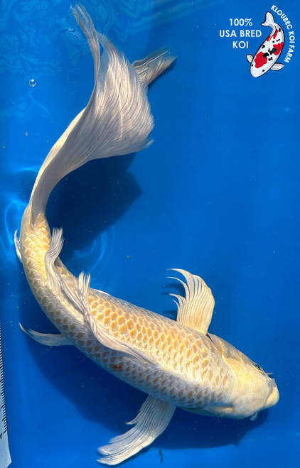 15" "Goldie" Yamabuki Ogon Butterfly Koi #J1618(M22)