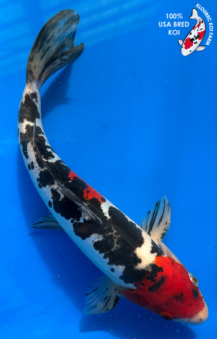 11.5" Doitsu Sanke Koi #J1619(M22)