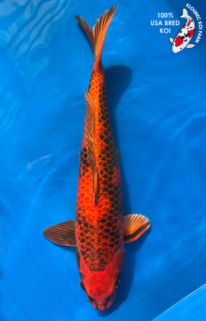 16" "Blaze" Kin Ki Utsuri Koi #J1620(M22)