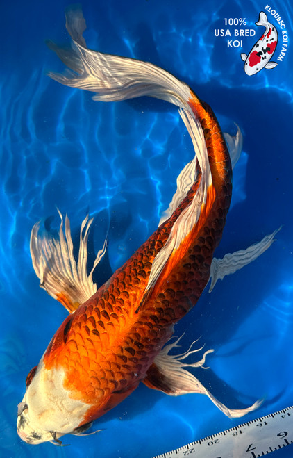 19" "Blaze" Kujaku Butterfly Koi #J1621(M22)