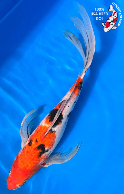Butterfly Koi Fish for Sale | Longfin Butterfly Koi Varieties