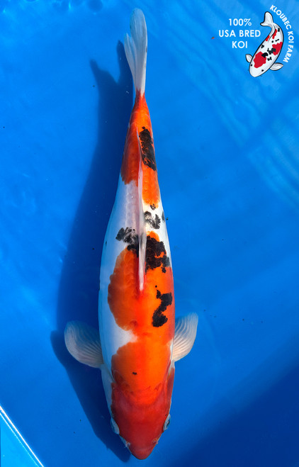 Shop Koi Varieties | Find Japanese Koi by Type | Kloubec Koi Farm
