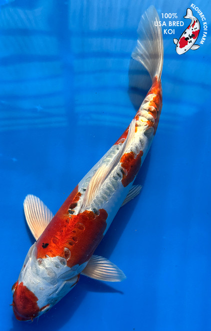 12" Doitsu Yamato Nishiki Koi #J195(M20)