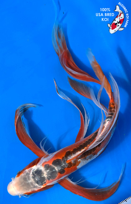 12" Shusui Butterfly Koi #J196(M20)