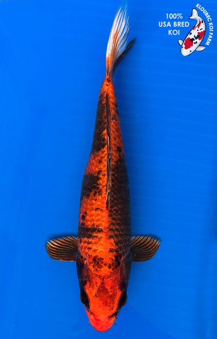 12" Kin Ki Utsuri Koi #J198(M20)