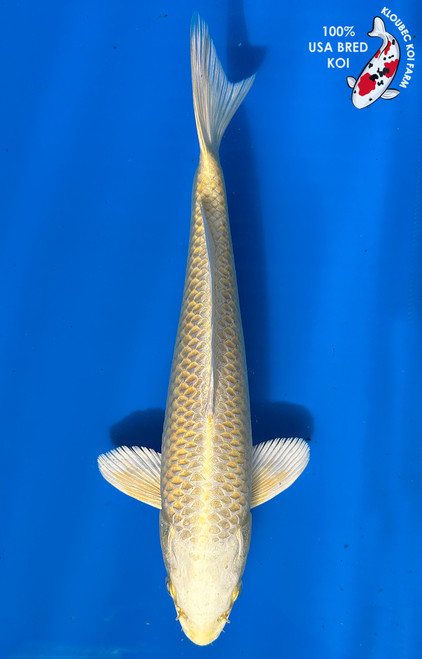 10" Yamabuki Ogon Koi #J199(M20)