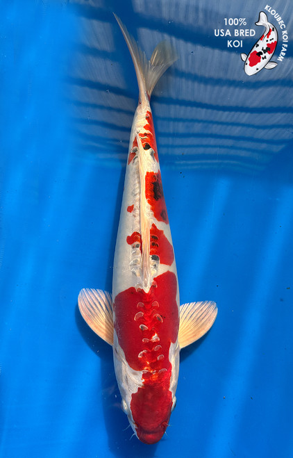 16" "Rose" Doitsu Yamato Nishiki Koi #J1910(M20)