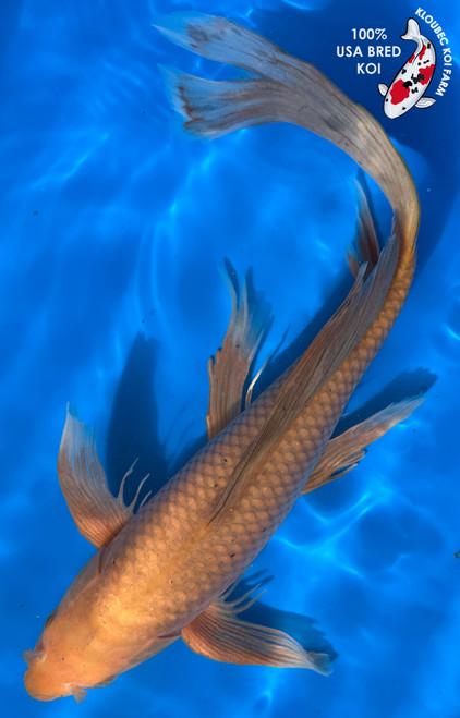 16" "Lucky Penny" Chagoi Butterfly Koi #J1911(M20)